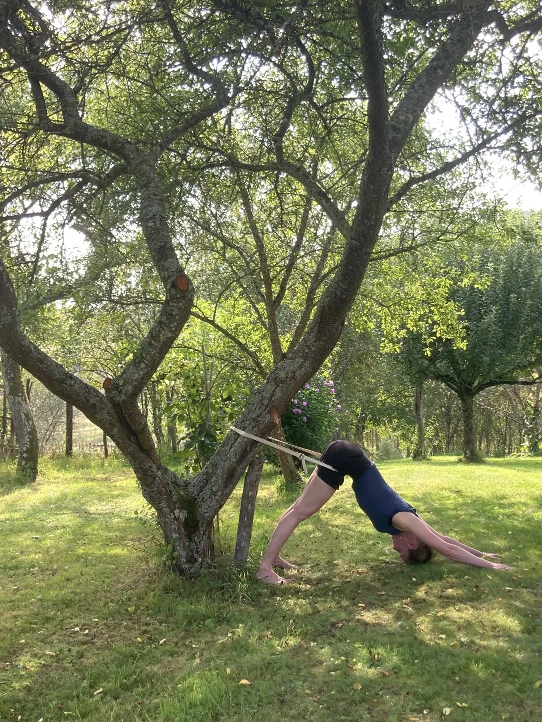 AMS anchored to tree belt