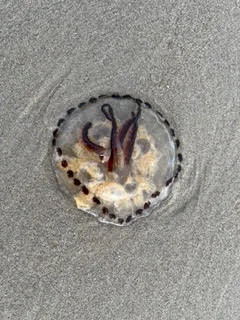 Elementen jellyfish kwal